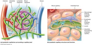 Structure and function of lymphatic capillaries