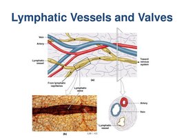 Lymphatic vessels and valves