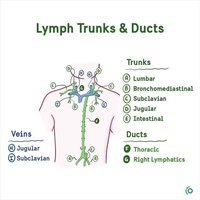 Lymph trunks and ducts