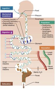Diagram of digestive processes: ingestion, propulsion, mechanical breakdown, digestion, absorption, defecation