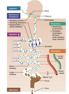 Diagram showing physical processes of digestion: ingestion, propulsion, mechanical breakdown
