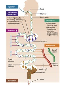 Diagram showing chemical digestion, absorption, and defecation