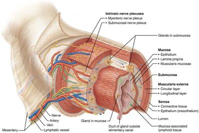 Cross-section of alimentary canal showing mucosa, submucosa, muscularis externa, and serosa