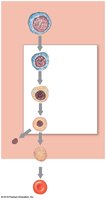 Stages of RBC maturation (erythropoiesis)