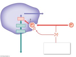Hemoglobin recycling in macrophages
