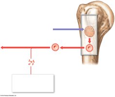 Iron transport and RBC formation in bone marrow