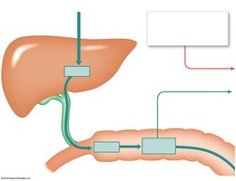 Bilirubin processing in the liver