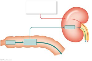 Excretion of hemoglobin breakdown products