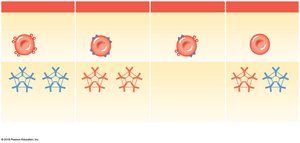 Blood types and antibodies