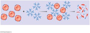 Agglutination and hemolysis in cross-reactions