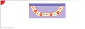 HDN: Maternal antibody production