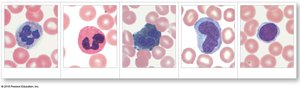 Types of white blood cells