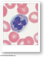 Neutrophil