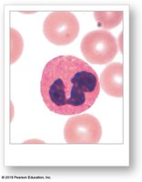 Eosinophil