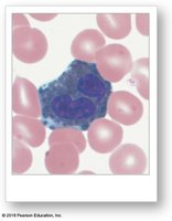 Basophil