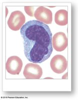 Monocyte