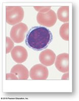 Lymphocyte
