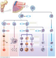 Origins and differentiation of formed elements