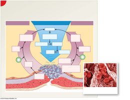 Coagulation phase of hemostasis