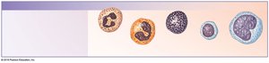 White blood cells in blood