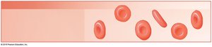 Red blood cells in blood