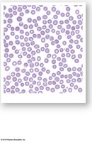 Blood smear of RBCs
