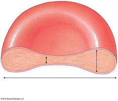 Sectional view of RBC dimensions