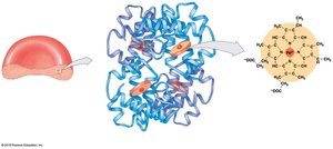 Structure of hemoglobin molecule