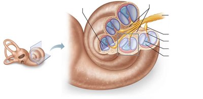 Anatomy of the cochlea