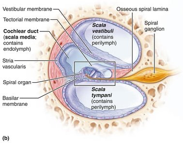 Cochlear duct and associated structures
