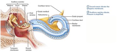 Auditory ossicles vibrate, pressure is amplified