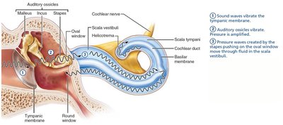 Pressure waves move through fluid in the scala vestibuli