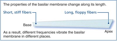 Basilar membrane function and hair cell excitation