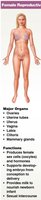 Female reproductive system