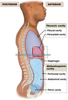 Thoracic and abdominopelvic cavities