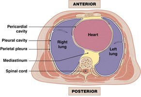 Thoracic cavity subdivisions