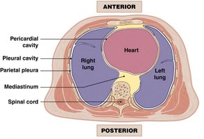 Serous membranes of the lungs and abdomen