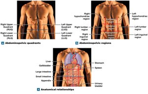 Abdominopelvic quadrants and regions