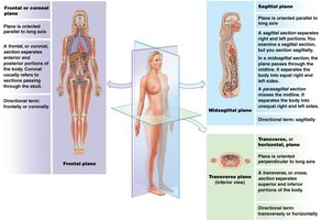 Sectional anatomy: planes of the body