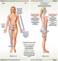 Anatomical directions and landmarks