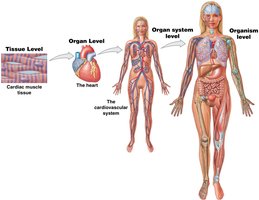 Levels of organization: tissue, organ, organ system, organism