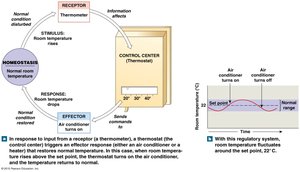 Homeostasis: receptor, control center, effector