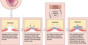 Positive feedback: blood clotting