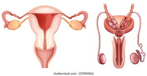 Diagram of female and male reproductive systems