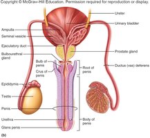 Male reproductive system anatomy