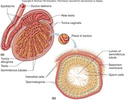 Testis structure and seminiferous tubules