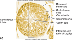 Seminiferous tubule histology