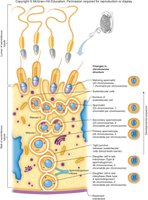 Seminiferous tubule cell types