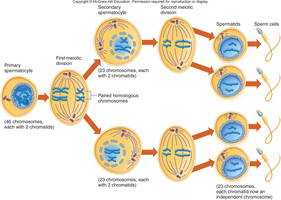 Spermatogenesis process
