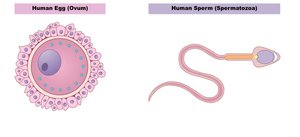 Human egg and sperm cell